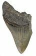 Partial, Fossil Megalodon Tooth #89019-1